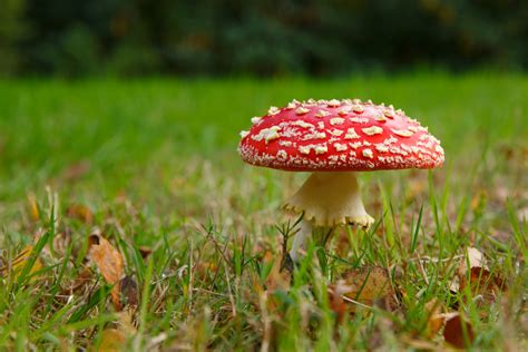 Toadstool Free Stock Photo - Public Domain Pictures