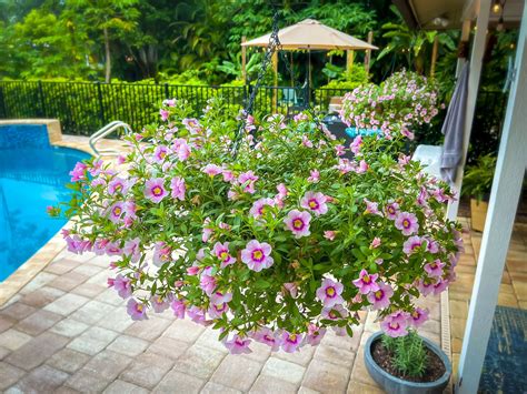 How to Grow Great Hanging Baskets - Geoponics Corporation