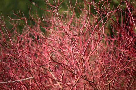 Red Twig Dogwood: Plant Care & Growing Guide