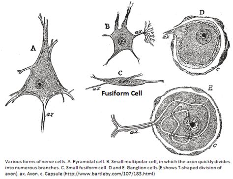 fusiform cells - Understanding Context