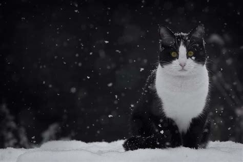 20 Adorable Pictures of Cats Playing in the Snow