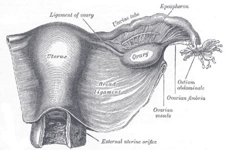 Los ligamentos uterinos y cervicales | Info Cafe