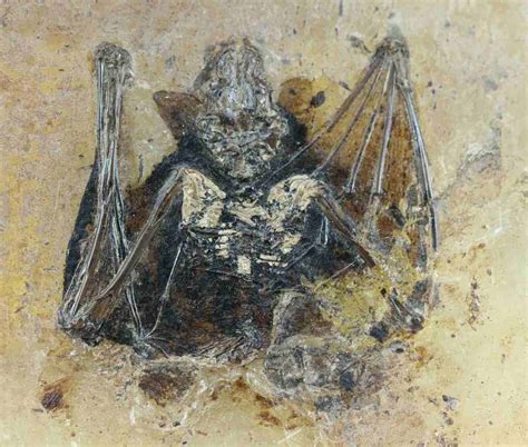 Giant Extinct Burrowing Bat Discovered in New Zealand