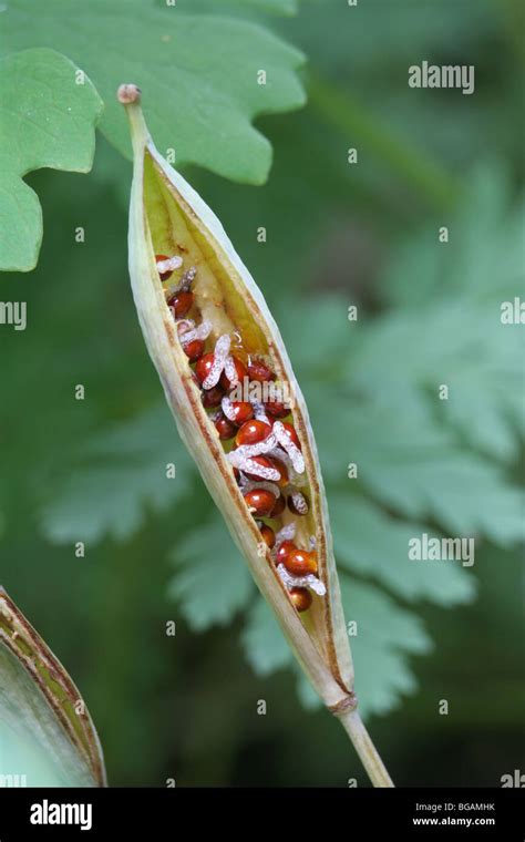 Bloodroot (Sanguinaria canadensis) seed pod. The seeds are dispersed by ants Stock Photo - Alamy