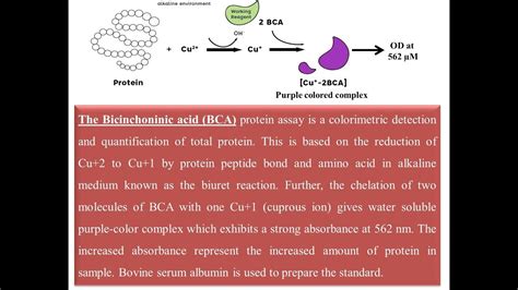 Protein Quantification using BCA method - YouTube