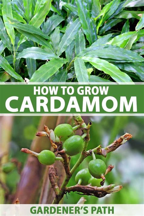 How to Grow Flavorful Cardamom in Your Home Garden | Gardener's Path ...