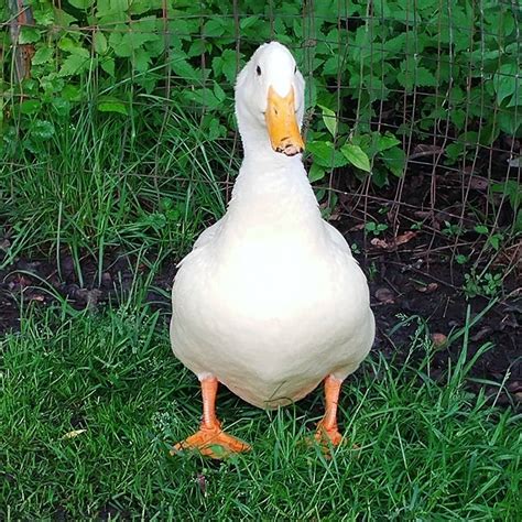 Andre says "Hi!". . White Pekin ducks are my favorite breed. Maybe because the very first ducks ...