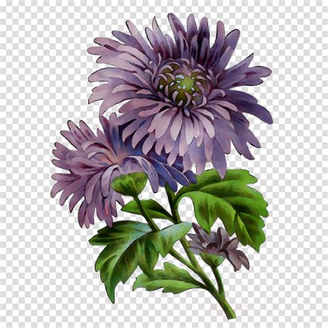 aster flower clipart 10 free Cliparts | Download images on Clipground 2024