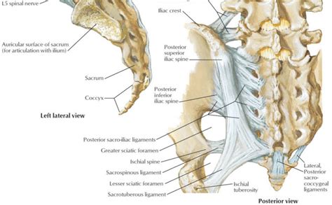 Coccyx bone anatomy, tailbone pain, fractured tailbone & treatment