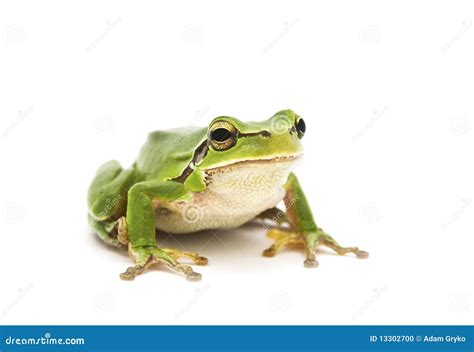 Grenouille d'arbre photo stock. Image du endangered, animal - 13302700