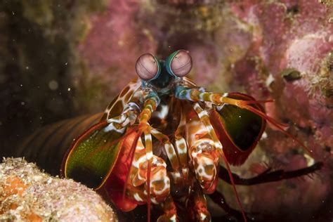 Diving the Similan Islands