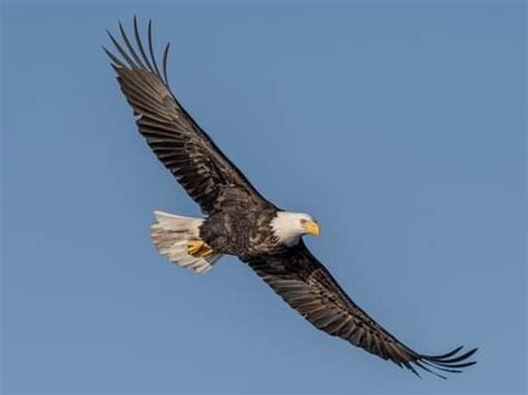 18 Stunning Photos: A Birdwatcher’s Delight to Witness the Beauty of Global Birds