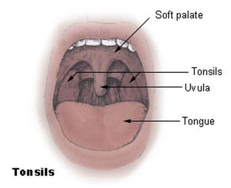 👉 Swollen Uvula - Causes, Pictures, Remedies and Treatment (February 2022)