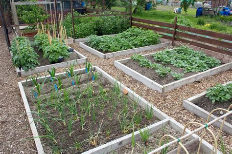 Britains Best Allotment Competition - Allotment Garden Diary