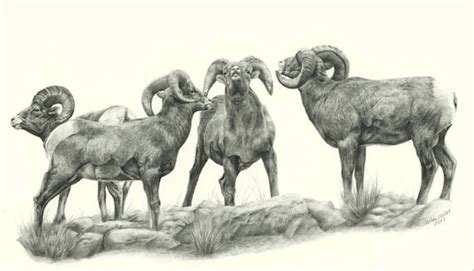 Bighorn Sheep Art Print Bighorn Ram Wildlife Art Pencil | Etsy