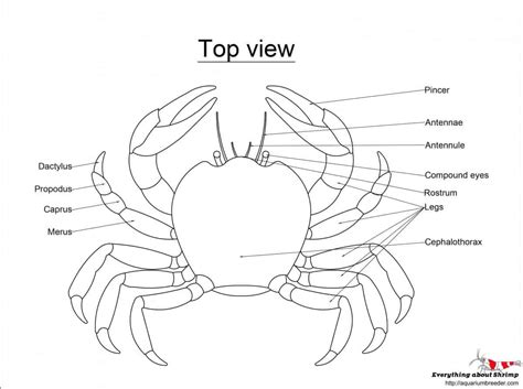 12+ Diagram Of A Crab - EphraEmelyah