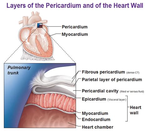 Layers of the Pericardium, Heart Wall and Spiral Arrangement - Antranik.org