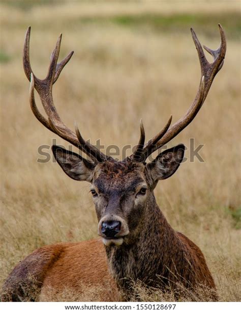 Young Red Deer Stag Antlers Cervus Stock Photo (Edit Now) 1550128697