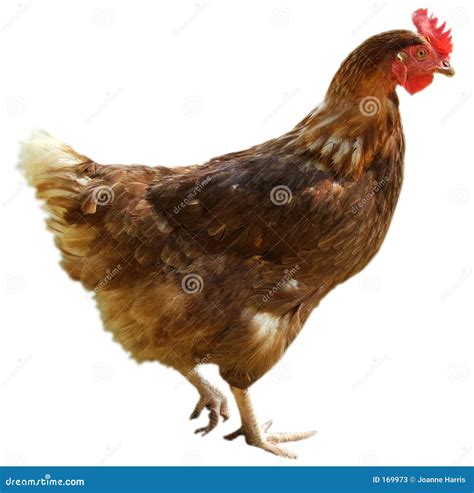 Chook Stock Photos - Image: 169973