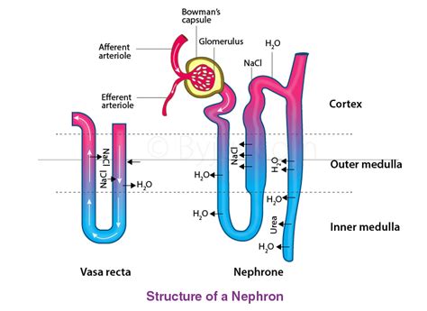 CBSE Class 10 Science Chapter 6 Life Processes Notes