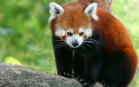 Red Panda Wallpapers | HD Wallpapers | ID #4995