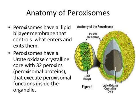 Lysosomes and peroxisomes