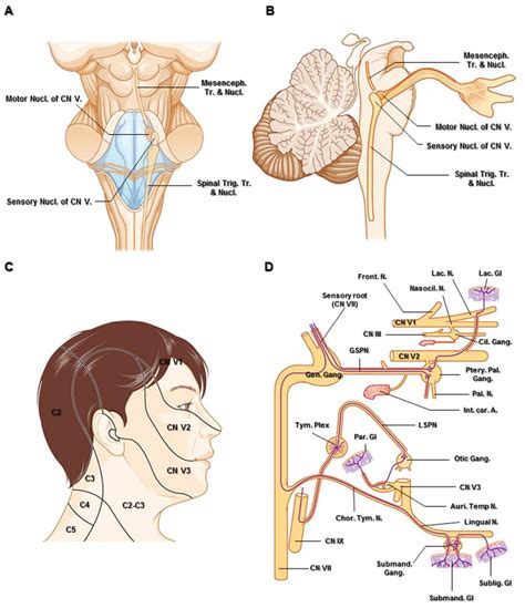 Trigeminal Nerve | The Neurosurgical Atlas, by Aaron Cohen-Gadol, M.D.