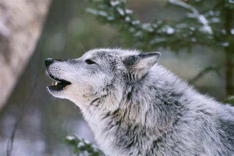 Wolf Howling Wallpaper (67+ images)