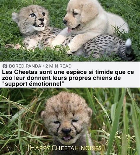 Les meilleurs mèmes Cheetah :) Memedroid