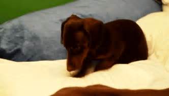 The Absolutely Cutest Puppy GIFs Ever