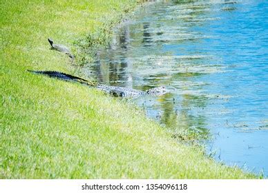 73 Snook Habitat Images, Stock Photos & Vectors | Shutterstock