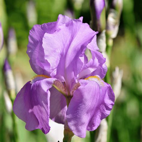 Purple Iris Meaning and Symbolism: Dignity and Peace Explained