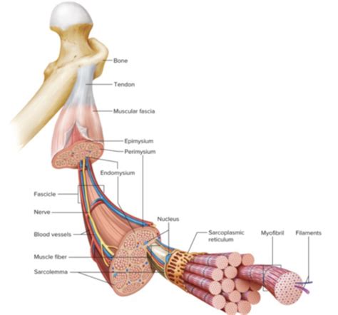 Chapter 8: Muscular System Flashcards | Quizlet