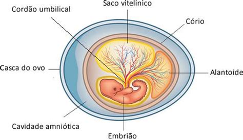 Anexos embrionários. Conheça quais são os anexos embrionários