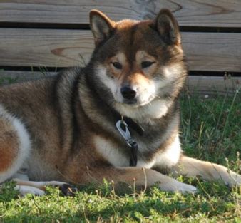 Shiba Inu World: Sesame Shiba Inu - The Most Common but Prettiest Shiba Inu