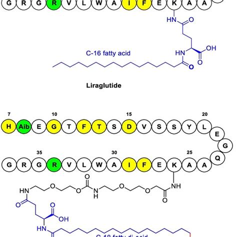 Design and Development of a New Glucagon-Like Peptide-1 Receptor ...