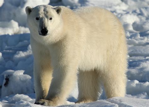 The Essential Guide to Seeing Polar Bears in Canada