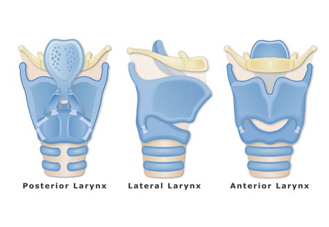 Thyroid and Cricoid Cartilages of the Larynx | GetBodySmart