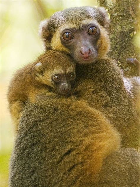 Bamboo Lemur with kid Golden Bamboo Lemur (Hapalemur aureus ...