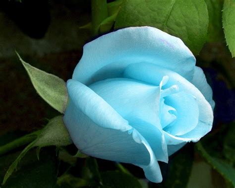 Blue Roses Wallpapers - Wallpaper Cave