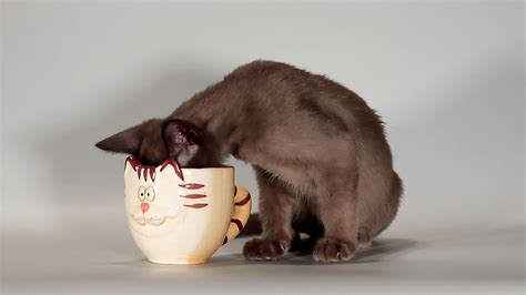 Cats_wallpapers_421.jpg (1920×1080) | Cat coffee, Cat drinking, Coffee quotes