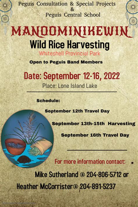 Wild Rice Harvesting - Peguis First Nation Consultation & Special ...