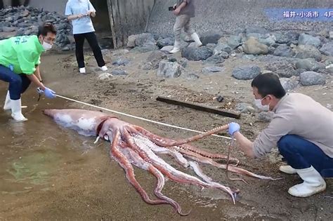 Live Giant Squid