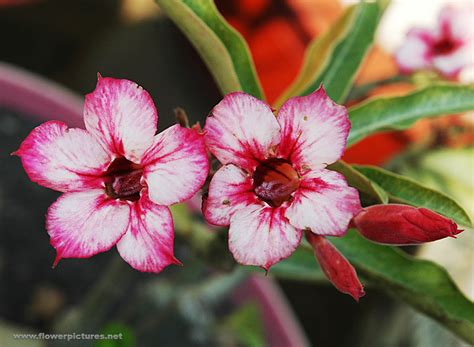 Artificial Flowers and Arrangements For Sale and Order: ADENIUM FLOWERS