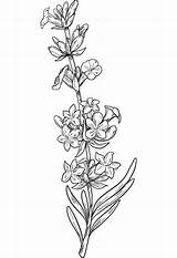 Lavender coloring page  Free Printable Coloring Pages sketch template
