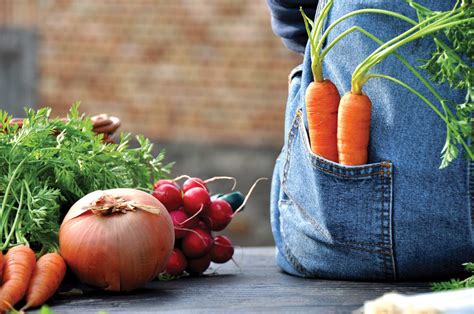 Vegetable-Harvest – Biodynamic Agricultural College