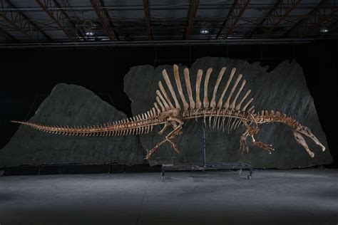 Theropods - Quora Accurate Spinosaurus skeleton Prehistoric Creatures ...