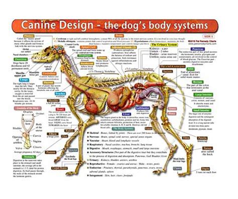 Buy The Dogs Body Systems - A Double-Sided, UV Protected, Laminated Dog ...