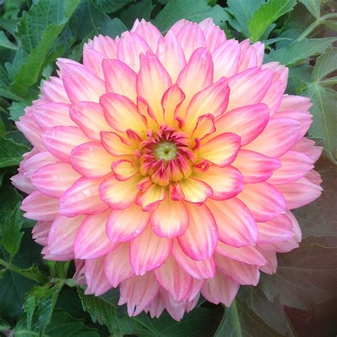 Most beautiful Dahlias #dahlia | Dahlia, Flowers, Beautiful nature