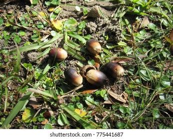 Southern Live Oak Tree Acorns Stock Photo (Edit Now) 775441687